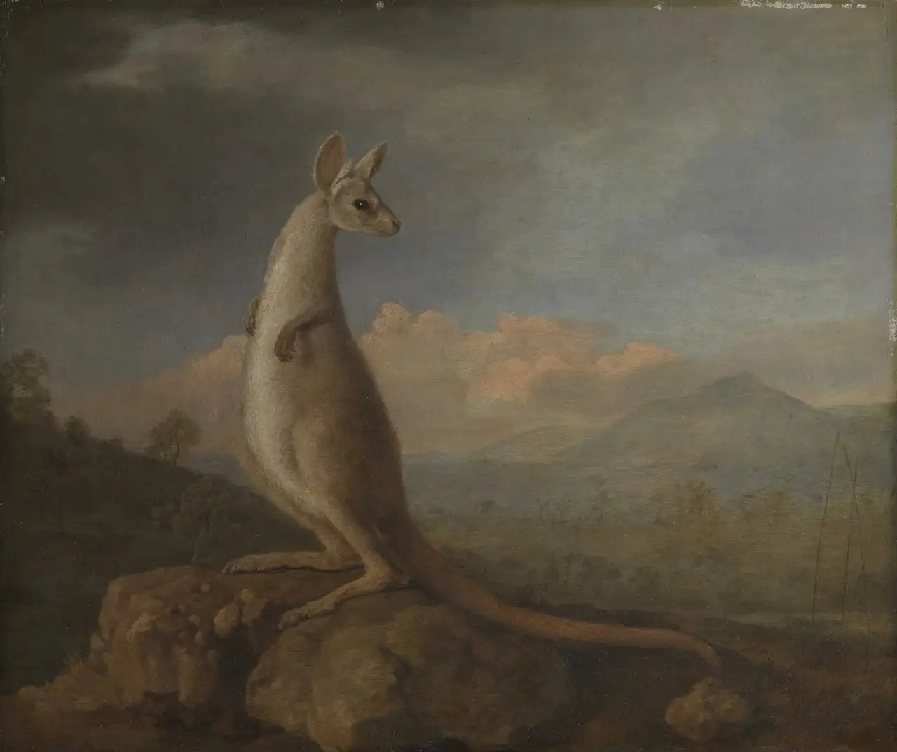 The Kongouro from New Holland (Kangaroo) by George Stubbs